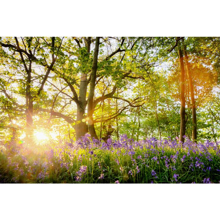 Amazing bluebell forest - ID # 1064431814