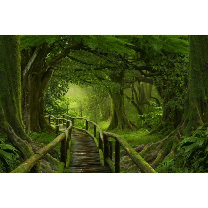Wooden bridge over the rainforest - ID # 441692386