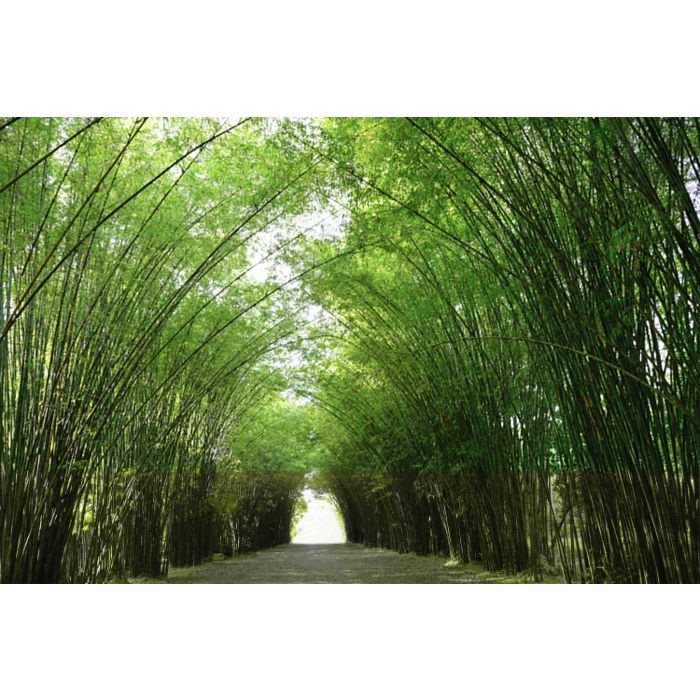 Bamboo Tunnel - ID # 524082526