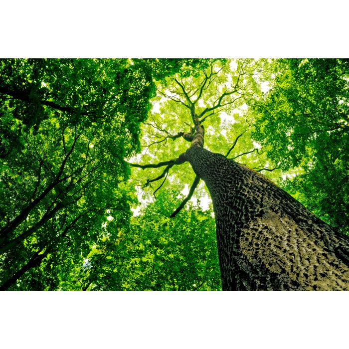 Forest trees. nature green wood sunlight backgrounds. - ID # 95030080
