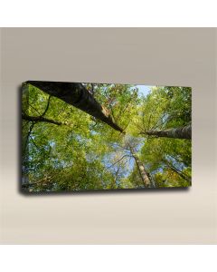 AcousticART Curated Nature Collection #N3L3 Garden at Angkhang mountain - Size: 36" W x 24" H x 2" - Landscape