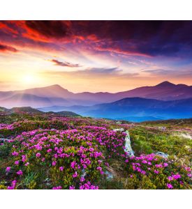 Magic pink rhododendron flowers on summer mountain Dramatic overcast sky - ID # 158596445
