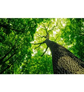 Forest trees. nature green wood sunlight backgrounds. - ID # 95030080